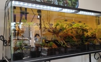 Acuario Neptuno Huehuetoca