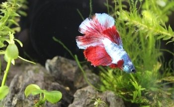 Acuario Neptuno Huehuetoca