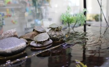 Acuario Neptuno Huehuetoca