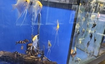 Tropical Aquarium