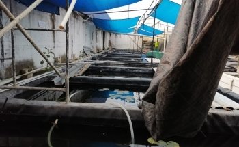 Criadero de Peces Acatlán