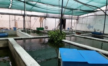 Criadero de Peces Acatlán