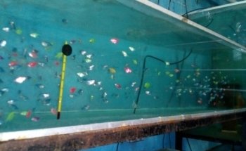 Criadero de Peces Acatlán