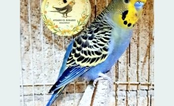 Aviario el rosario