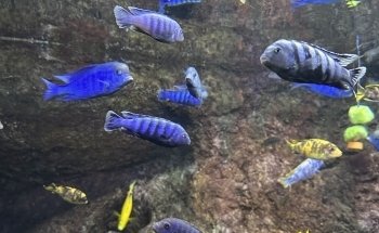 Aquarium River of Zaragoza