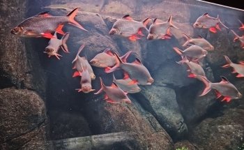 Aquarium River of Zaragoza