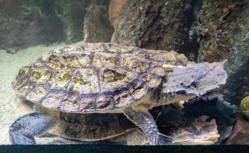 Aquarium River of Zaragoza