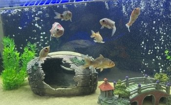 All Pride Aquarium