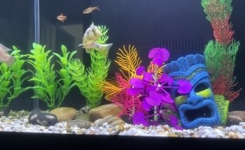 All Pride Aquarium