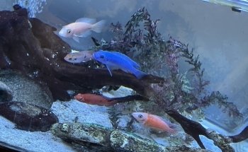 All Pride Aquarium