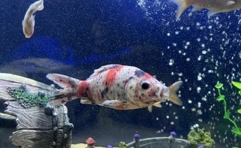 All Pride Aquarium
