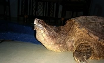 Acuario Acualandia