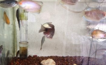 Acuario Acualandia