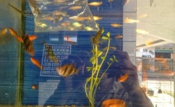 Acuario Acualandia