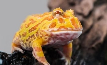 Acuario Exóticos Xalapa