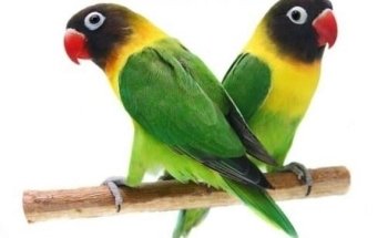 Acuario Exóticos Xalapa