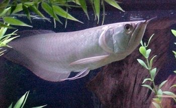 Acuario Exóticos Xalapa