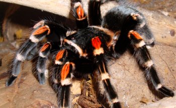Acuario Exóticos Xalapa