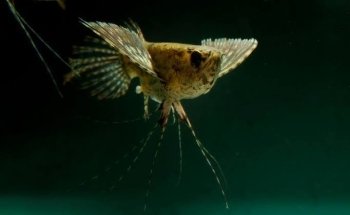 Acuario Exóticos Xalapa