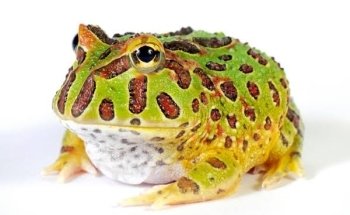 Acuario Exóticos Xalapa