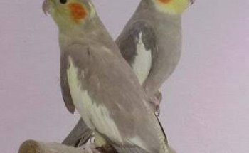 Acuario Exóticos Xalapa