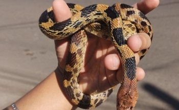 Acuario Exóticos Xalapa