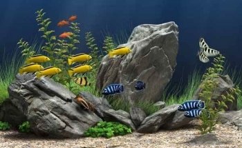 Acuario Exóticos Xalapa