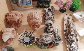 Ubaldo Acuario Carnivoro