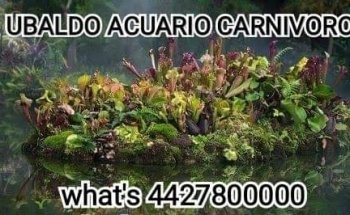 Ubaldo Acuario Carnivoro