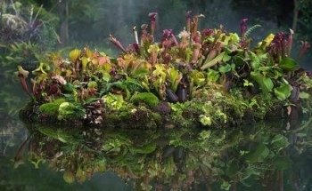 Ubaldo Acuario Carnivoro