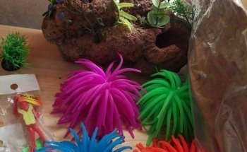 Ubaldo Acuario Carnivoro