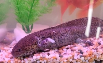 Le Tran Aquarium World