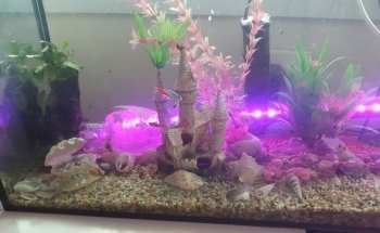 Le Tran Aquarium World