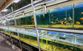 Le Tran Aquarium World