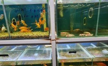 Le Tran Aquarium World
