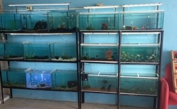 Peces de Acuario Valladolid