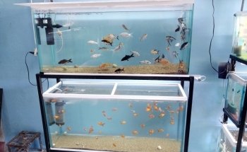 Peces de Acuario Valladolid