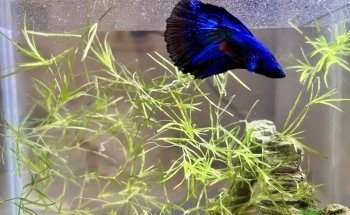 Peces de Acuario Valladolid