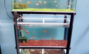 Peces de Acuario Valladolid