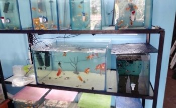 Peces de Acuario Valladolid