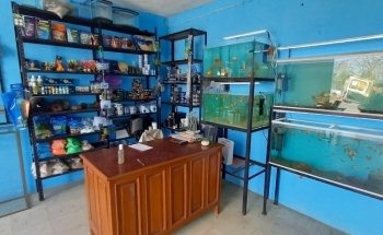 Peces de Acuario Valladolid