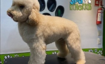Doggie Spa Kchorros