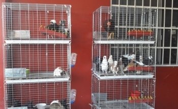 Granero y Acuario Junior