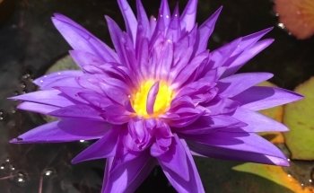 ACUARIO CHEKOS/VIVERO ACUÁTICO