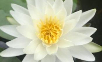 ACUARIO CHEKOS/VIVERO ACUÁTICO