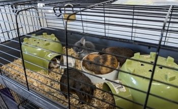 Cradle Coast Pet and Aquarium