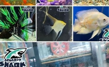 Shark Acuario