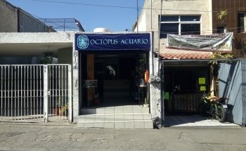 OCTOPUS ACUARIO