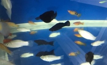 Acuario Aventura Acuatica