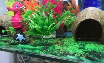 Acuario Aventura Acuatica